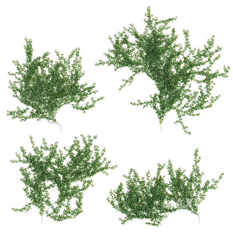 Ficus pumila – Creeping Fig – Climbing fig - Image 2