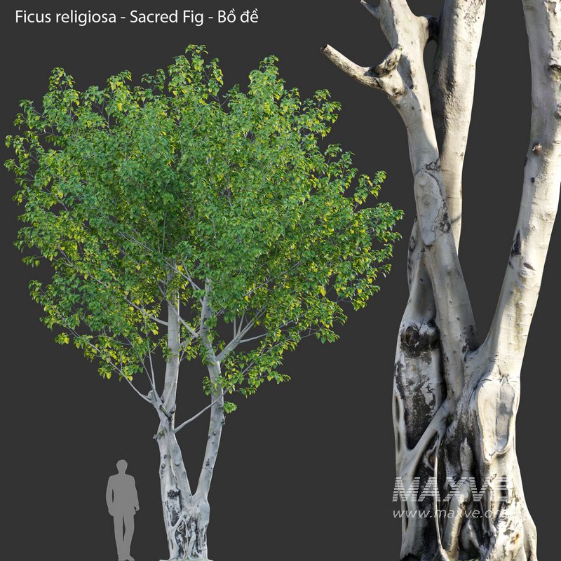 Ficus religiosa – Sacred Fig - Image 1