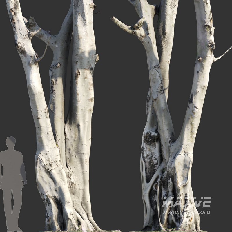 Ficus religiosa – Sacred Fig - Image 5