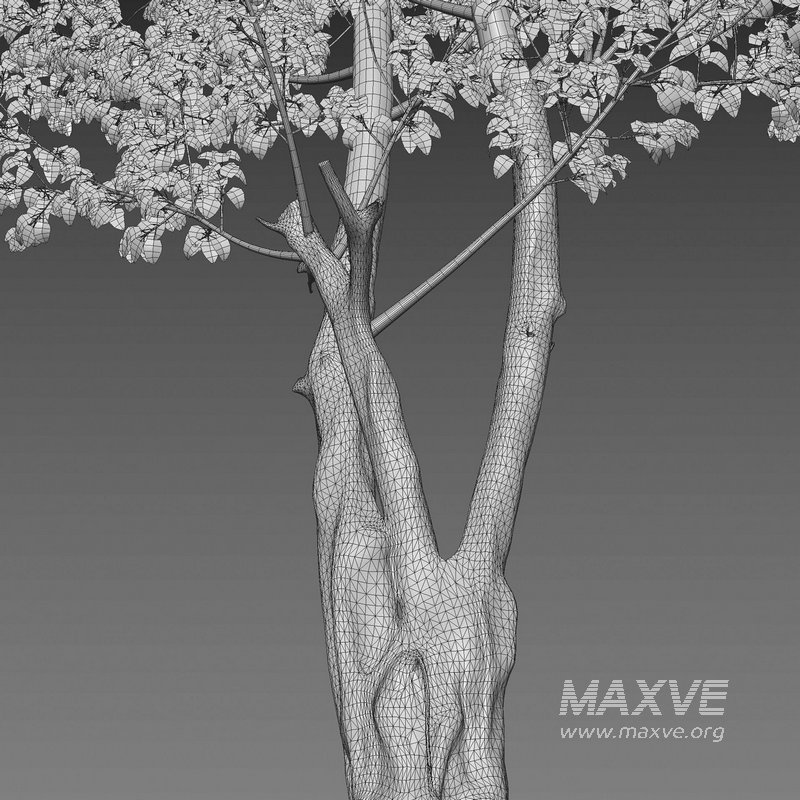 Ficus religiosa – Sacred Fig - Image 7