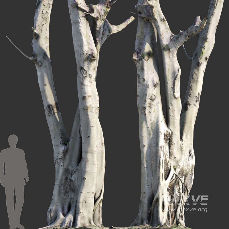 Ficus religiosa – Sacred Fig - Image 6