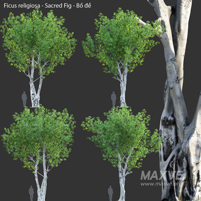 Ficus religiosa – Sacred Fig - Image 2