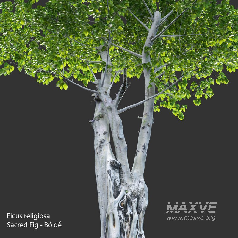 Ficus religiosa – Sacred Fig - Image 3