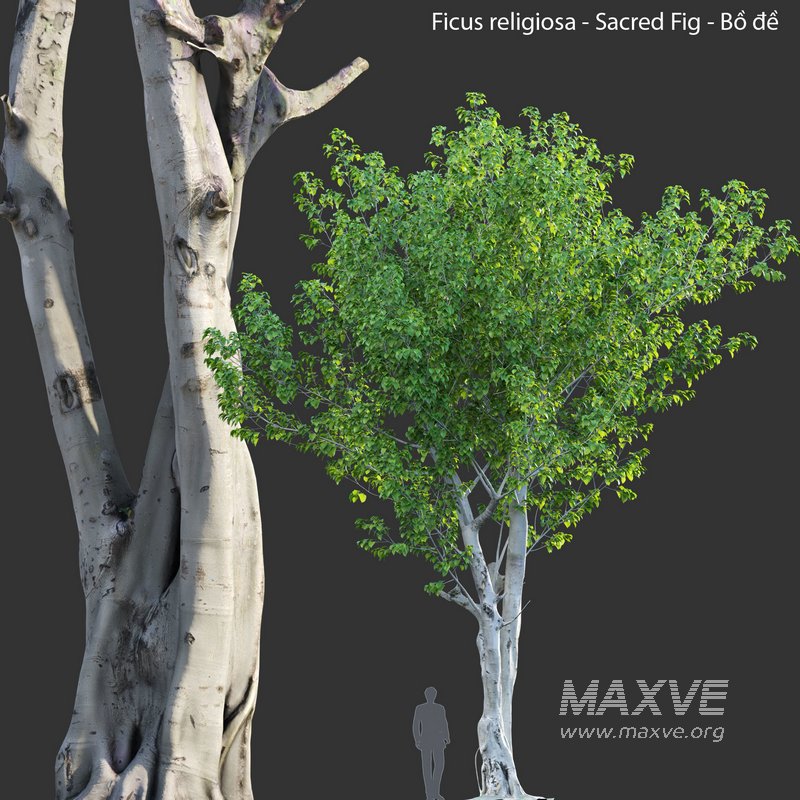 Ficus religiosa – Sacred Fig - Image 4