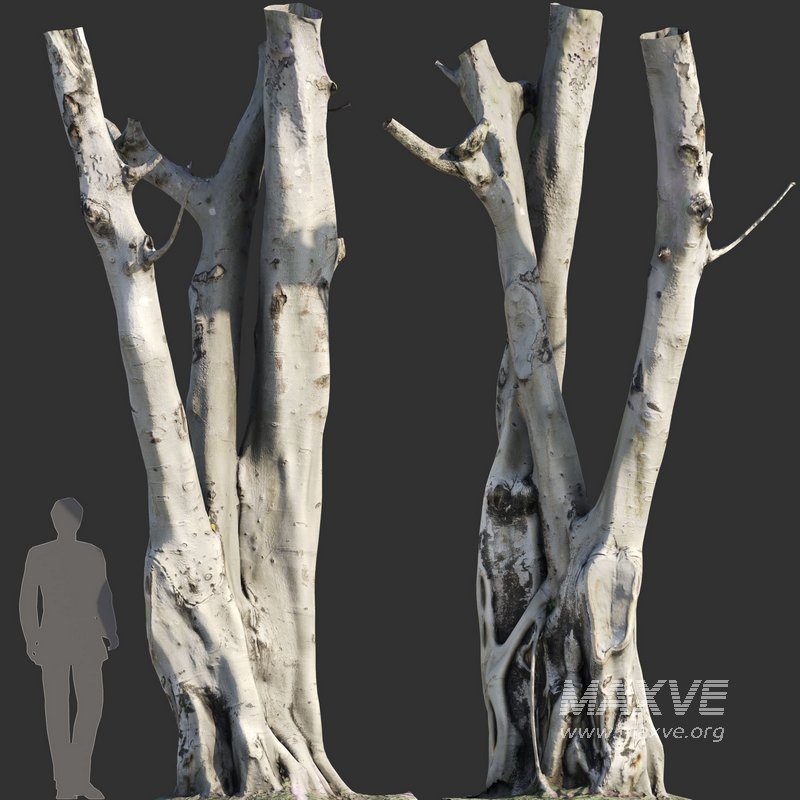 Ficus religiosa Tree Trunk - Image 1