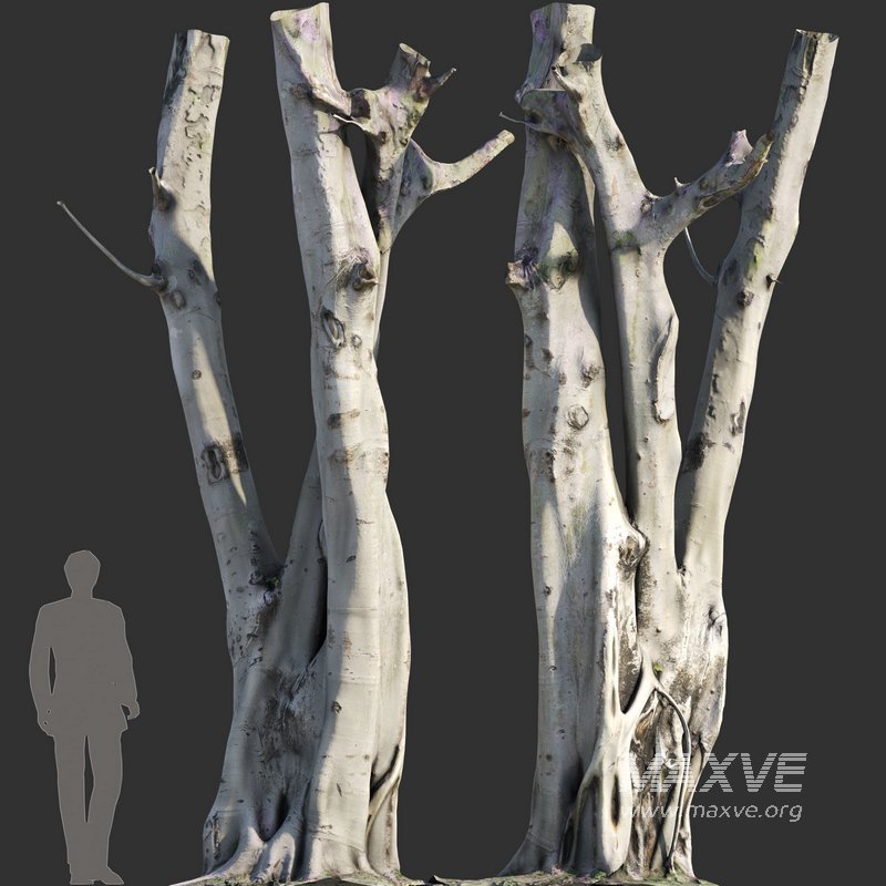 Ficus religiosa Tree Trunk - Image 2