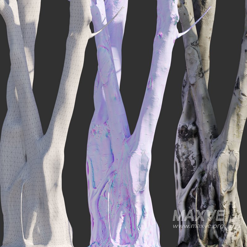 Ficus religiosa Tree Trunk - Image 3