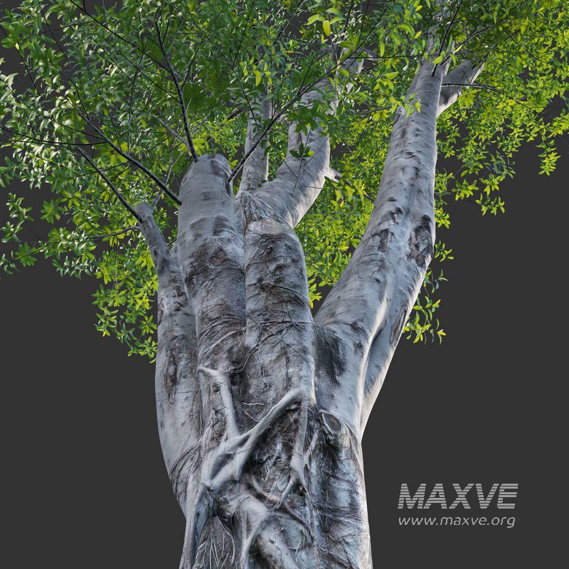 Ficus subpisocarpa – Ficus pisocarpa Blume – 02 - Image 4