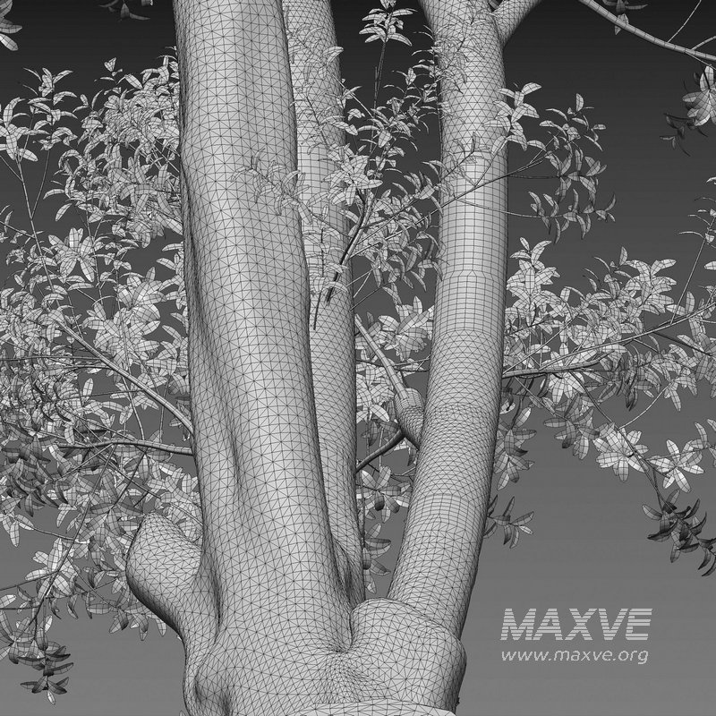 Ficus subpisocarpa – Ficus pisocarpa Blume – 02 - Image 5