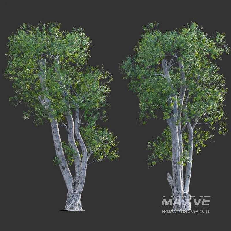 Ficus subpisocarpa – Ficus pisocarpa Blume – 02 - Image 2