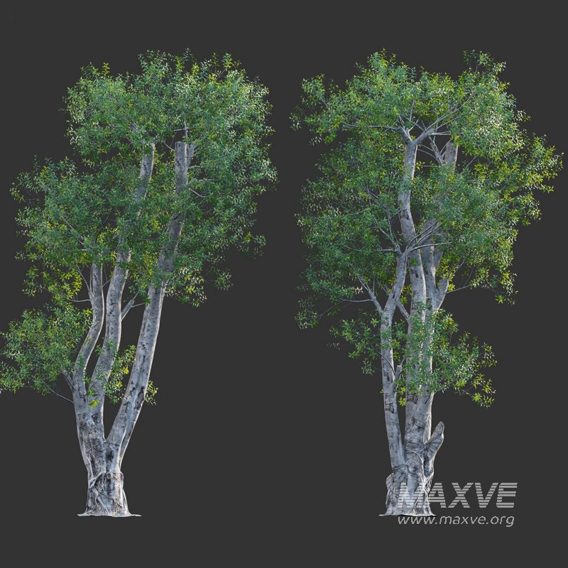 Ficus subpisocarpa – Ficus pisocarpa Blume – 02 - Image 3