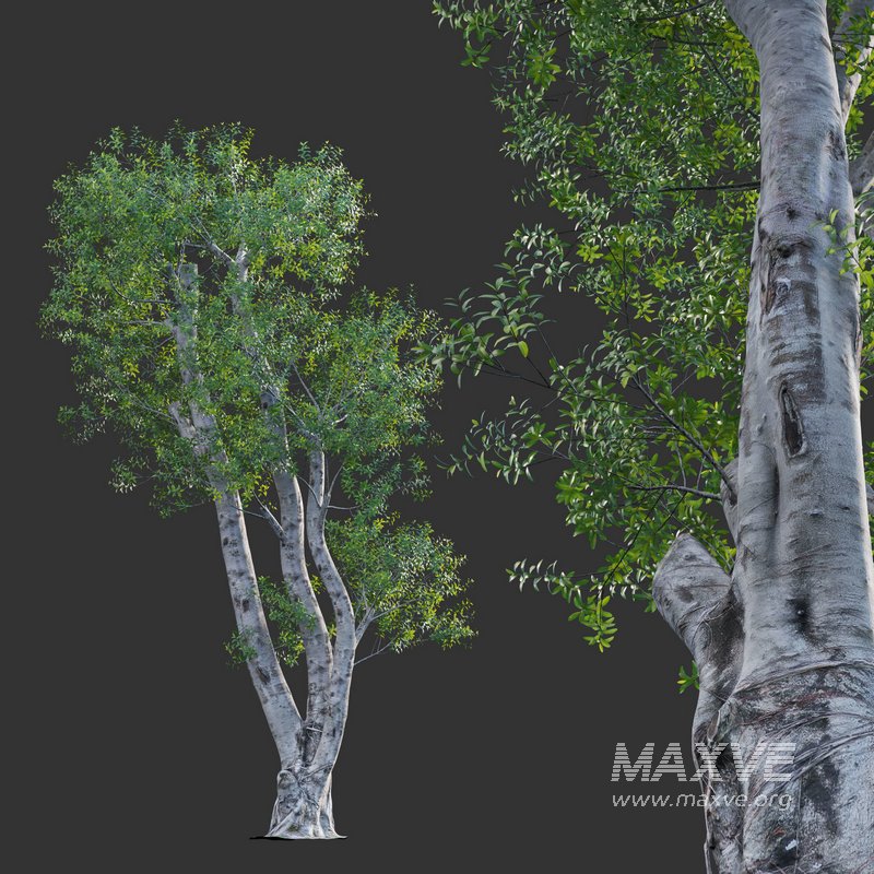 Ficus subpisocarpa – Ficus pisocarpa Blume – 02 - Image 1