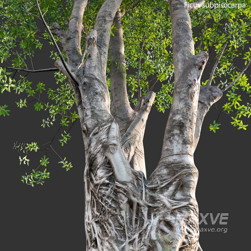 Ficus subpisocarpa – Ficus pisocarpa Blume - Image 5