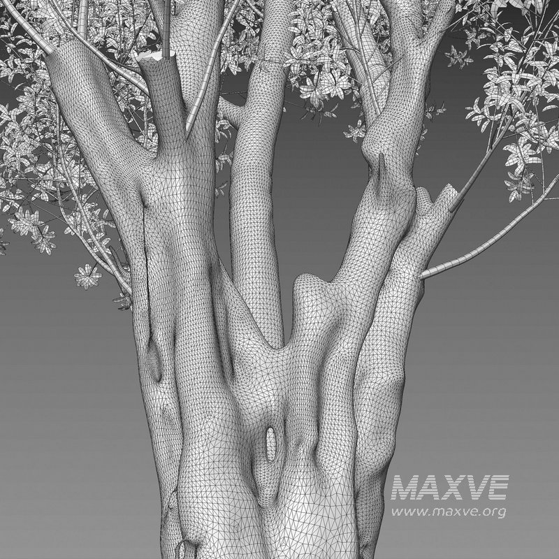 Ficus subpisocarpa – Ficus pisocarpa Blume - Image 7