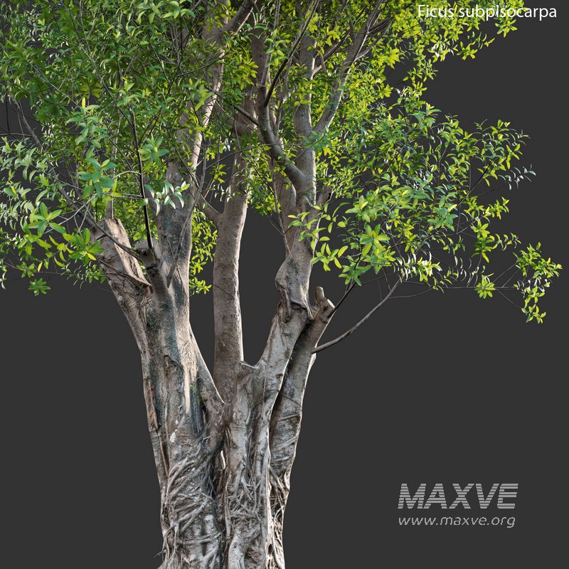 Ficus subpisocarpa – Ficus pisocarpa Blume - Image 3