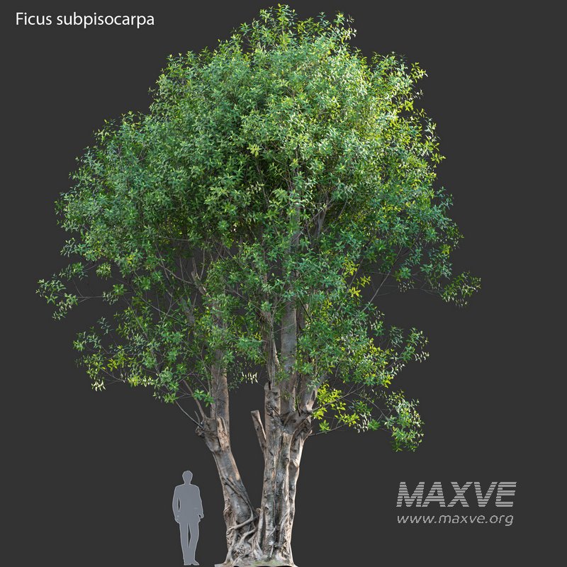 Ficus subpisocarpa – Ficus pisocarpa Blume - Image 4