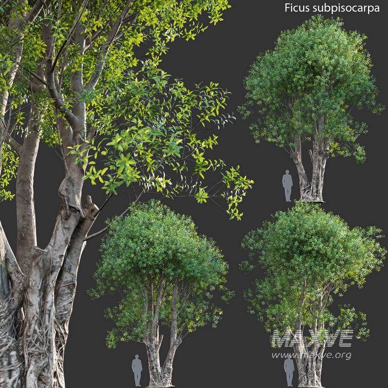 Ficus subpisocarpa – Ficus pisocarpa Blume - Image 2