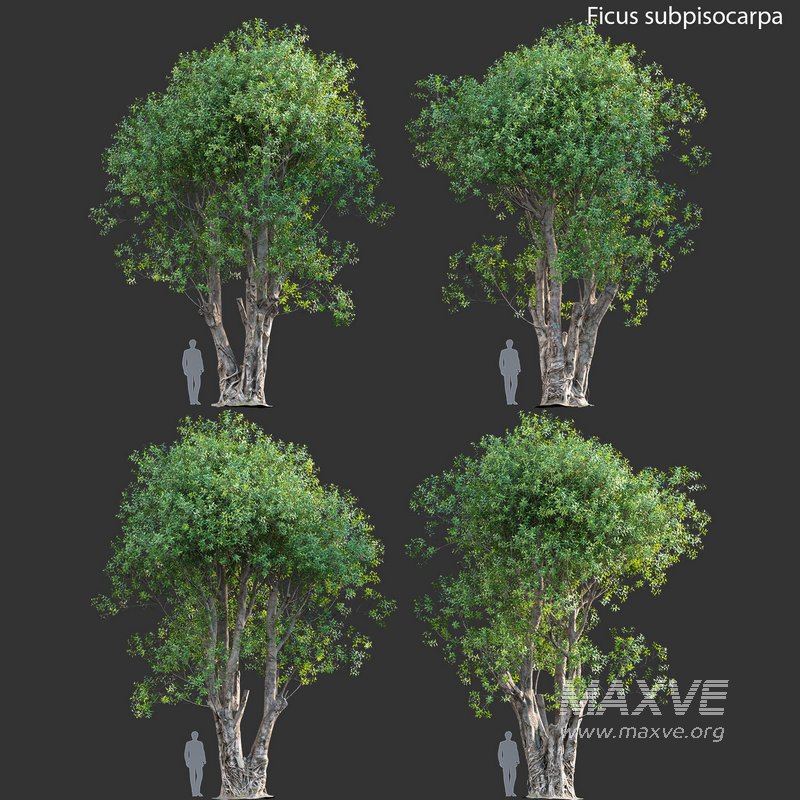 Ficus subpisocarpa – Ficus pisocarpa Blume - Image 1