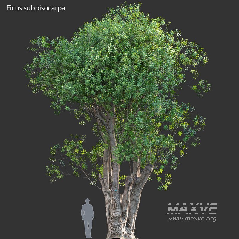 Ficus subpisocarpa – Ficus pisocarpa Blume - Image 6