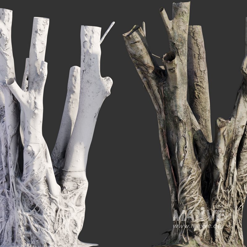 Ficus Tree Trunk 07 - Image 3