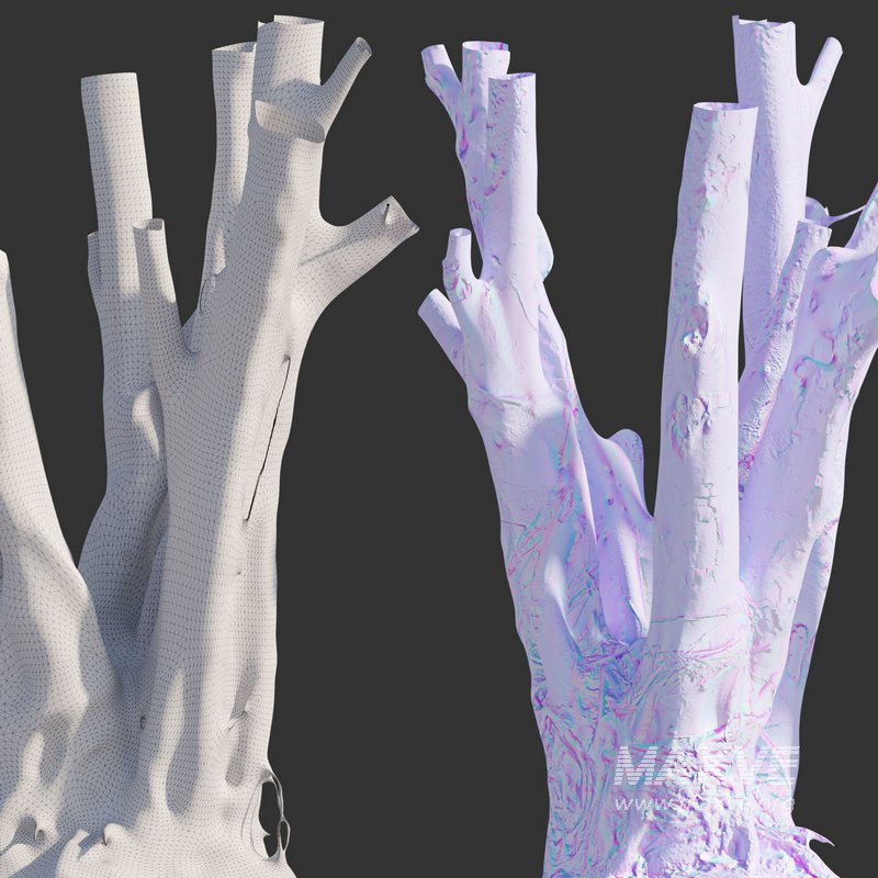 Ficus Tree Trunk 07 - Image 4