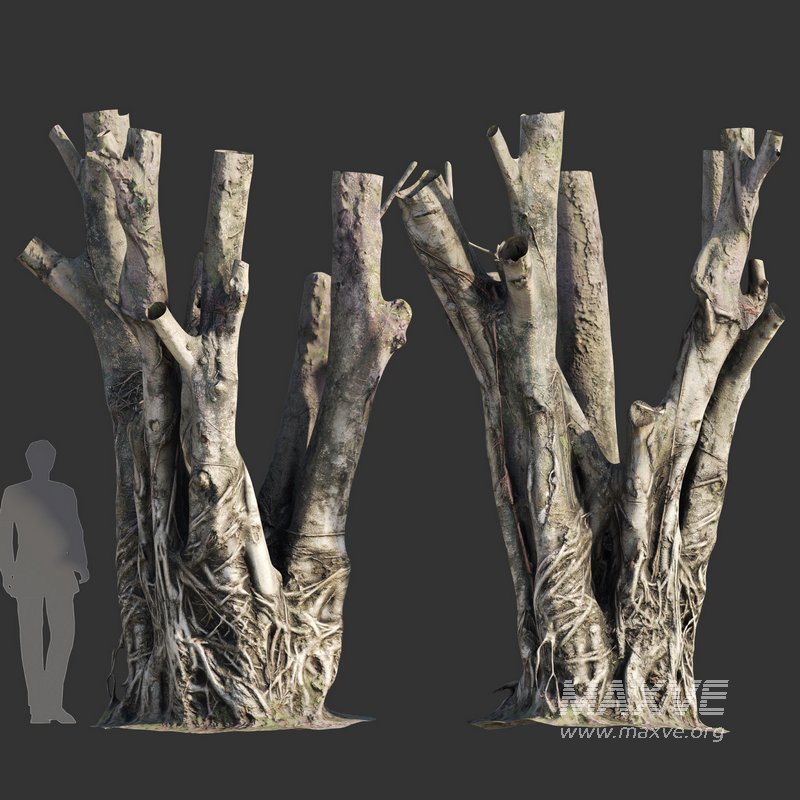 Ficus Tree Trunk 07 - Image 1