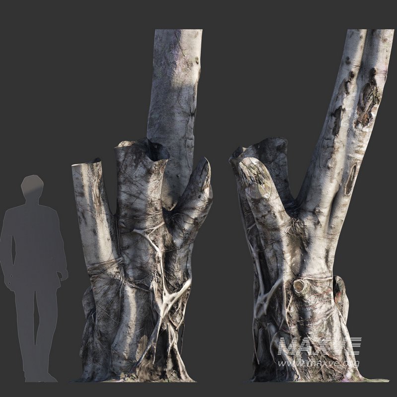 Ficus Tree Trunk 08 - Image 1