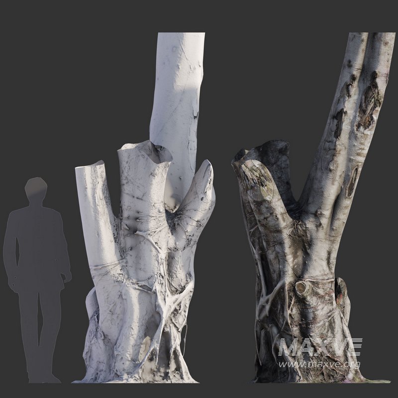 Ficus Tree Trunk 08 - Image 3