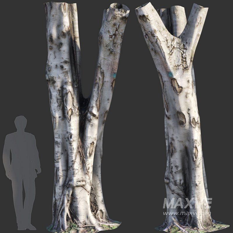 Ficus Tree Trunk 09 - Image 2