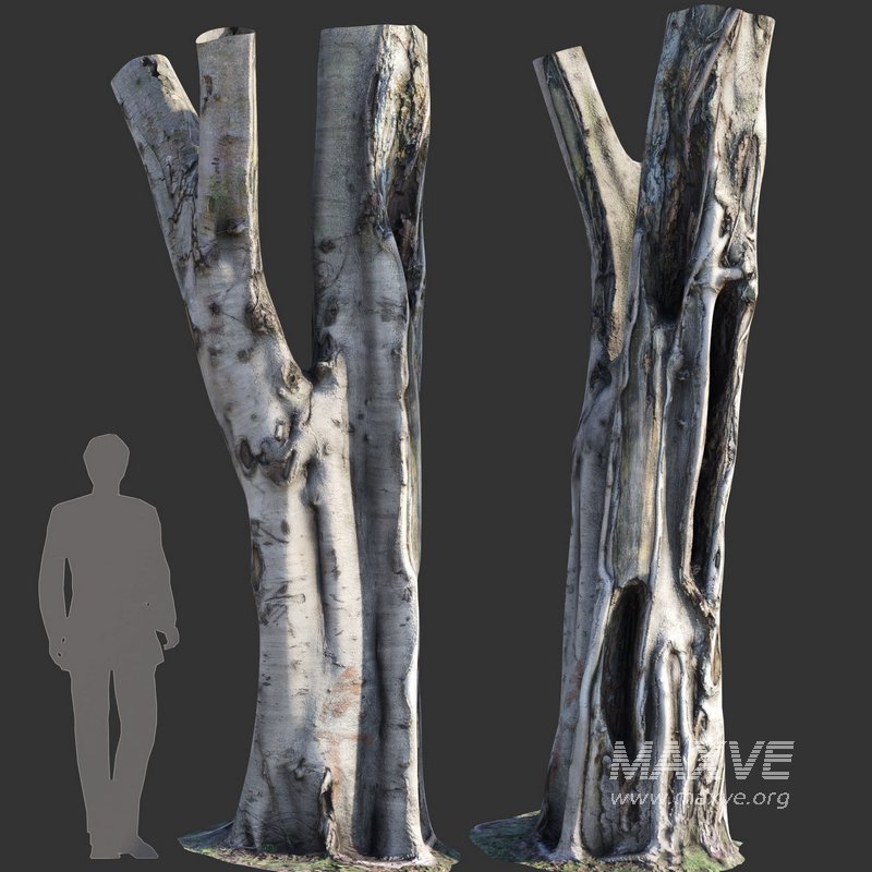 Ficus Tree Trunk 09 - Image 1