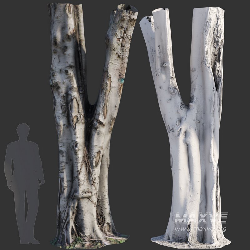 Ficus Tree Trunk 09 - Image 3