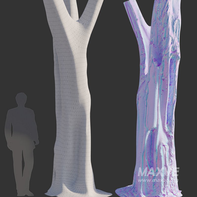 Ficus Tree Trunk 09 - Image 4