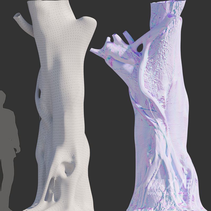 Ficus Tree Trunk 10 - Image 4