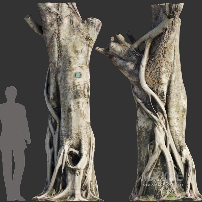 Ficus Tree Trunk 10 - Image 2