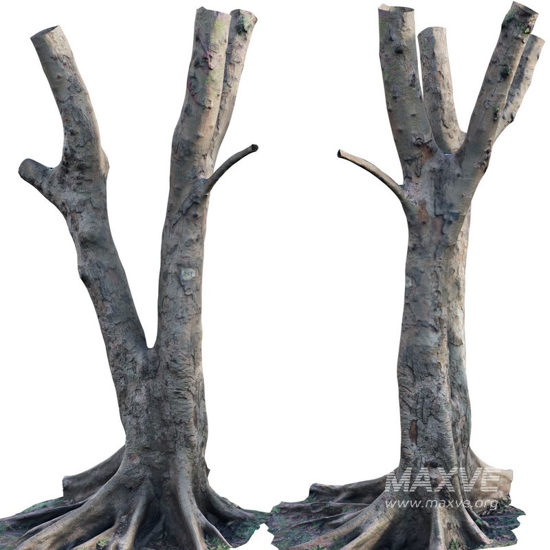 Ficus Tree Trunk 13 - Image 2