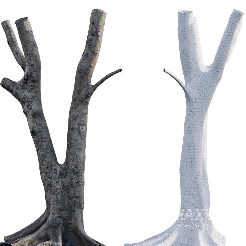 Ficus Tree Trunk 13 - Image 4