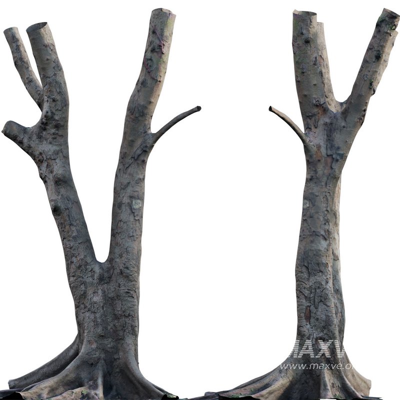 Ficus Tree Trunk 13 - Image 3