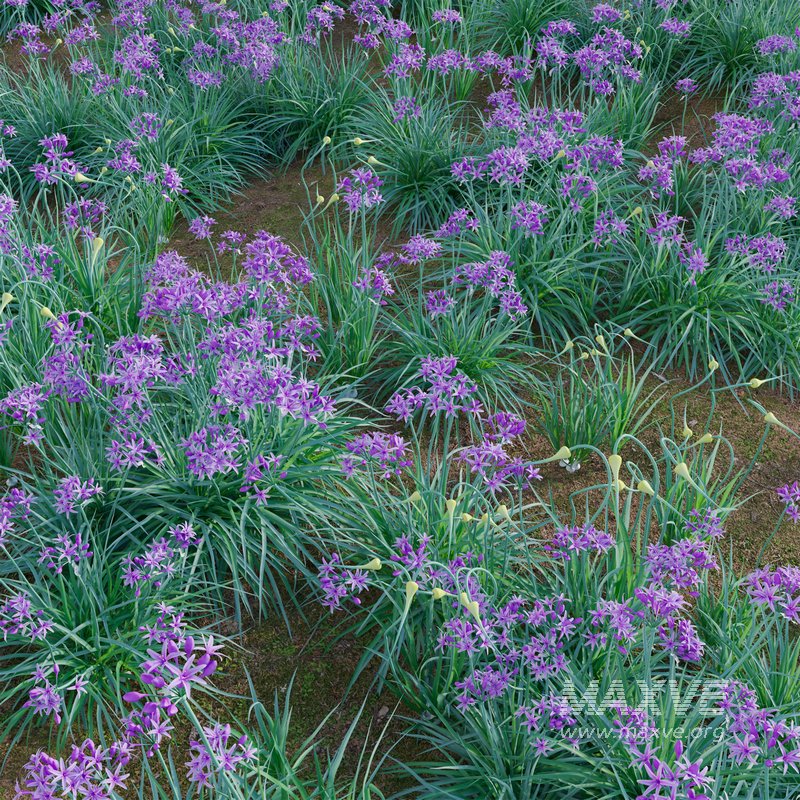 Garlic – Allium sativum - Image 3