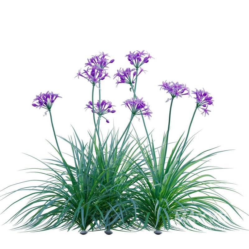 Garlic – Allium sativum - Image 2