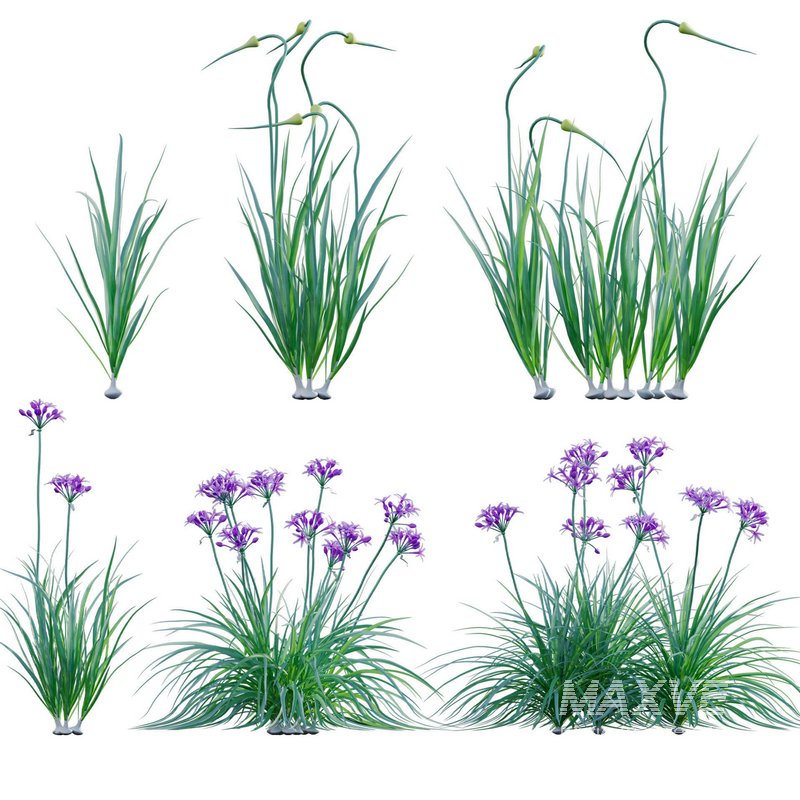 Garlic – Allium sativum - Image 1