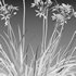 Garlic – Allium sativum - Thumbnail 5