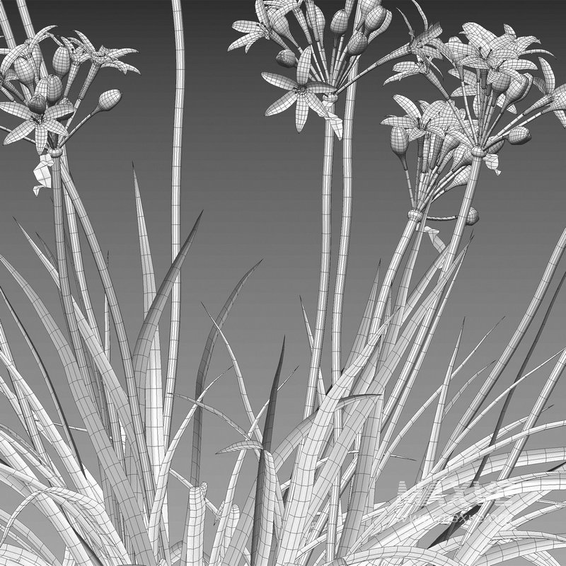 Garlic – Allium sativum - Image 5