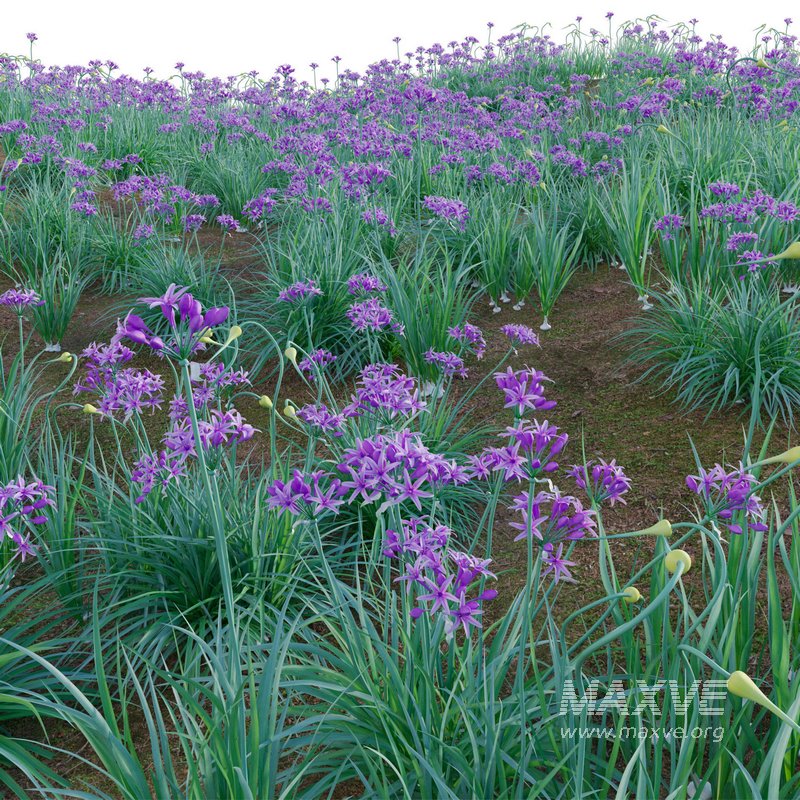 Garlic – Allium sativum - Image 4