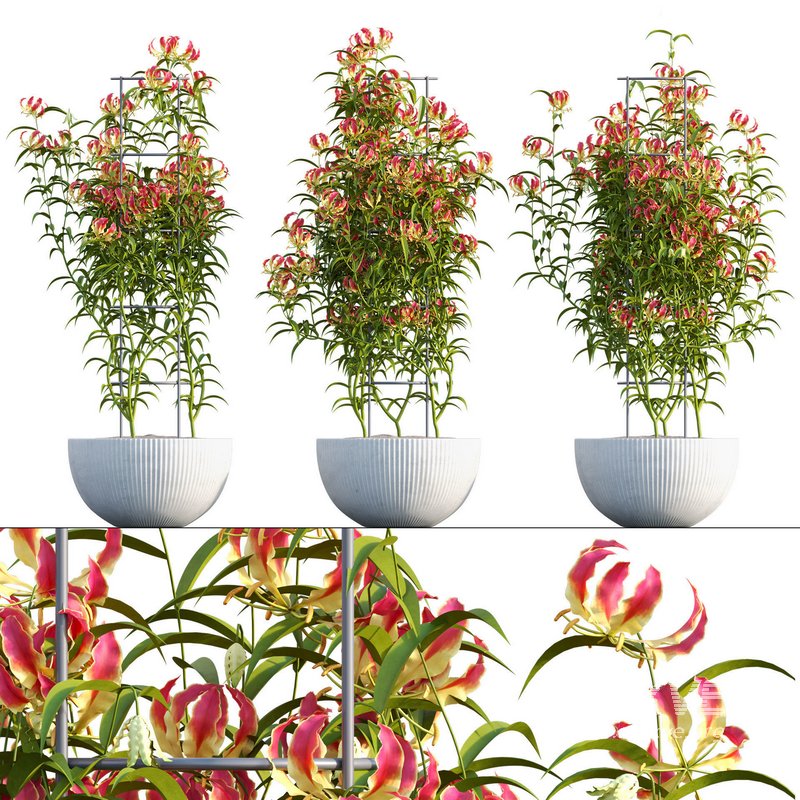 Gloriosa Lily – Flame lily – Climbing Lily - Image 1