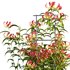 Gloriosa Lily – Flame lily – Climbing Lily - Thumbnail 4