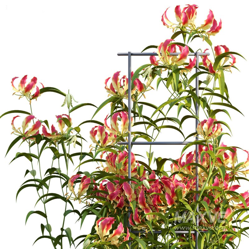 Gloriosa Lily – Flame lily – Climbing Lily - Image 4