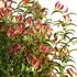 Gloriosa Lily – Flame lily – Climbing Lily - Thumbnail 3