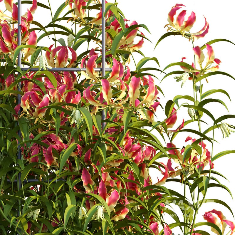 Gloriosa Lily – Flame lily – Climbing Lily - Image 3