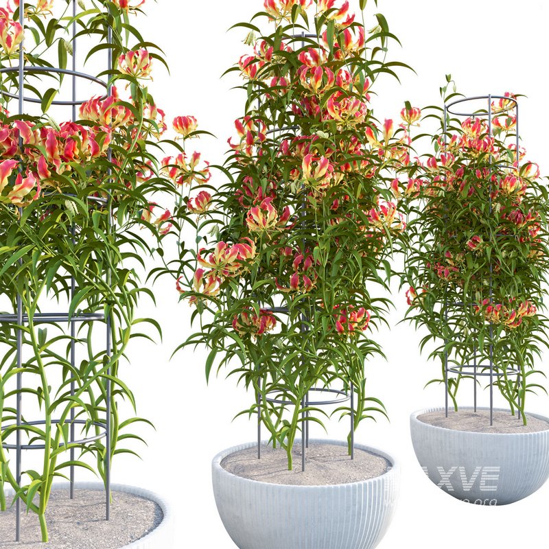 Gloriosa Lily – Flame lily – Climbing Lily - Image 2