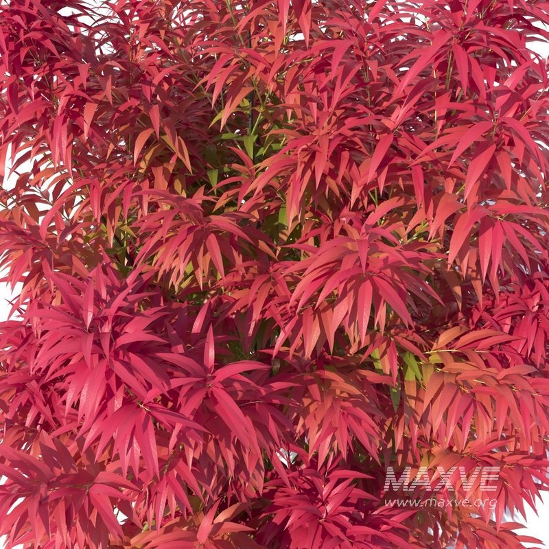 Callistemon Salignus ‘Great Balls Of Fire’ - Image 3